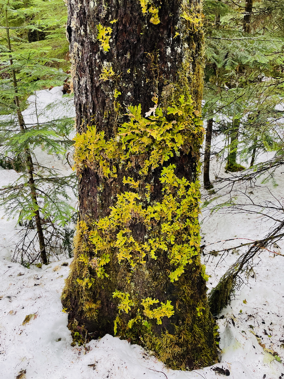 Moss covered tree