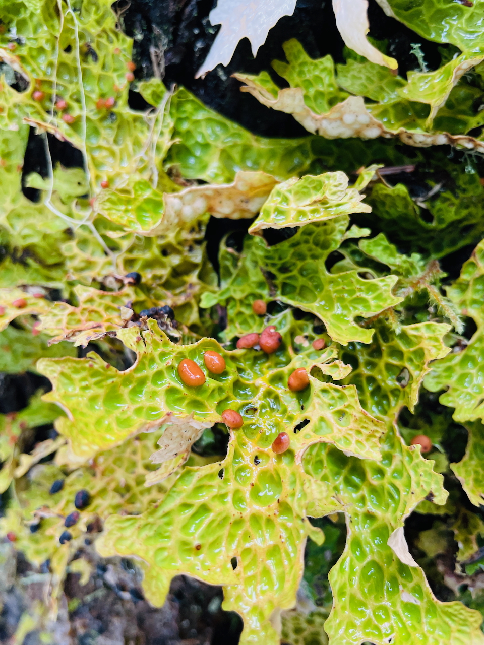 close up of moss with red growths on it