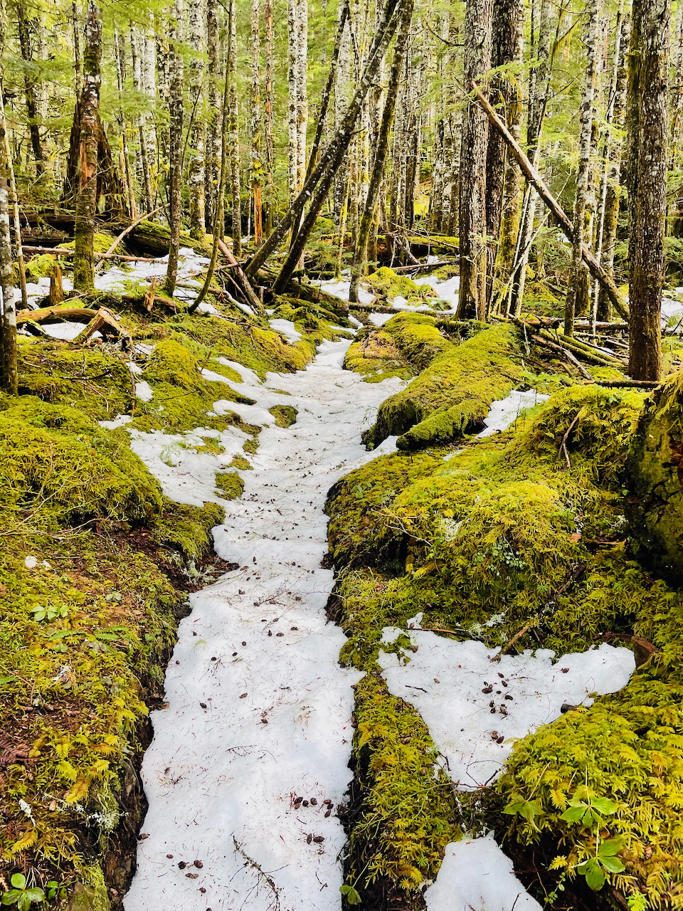 trail covered in snow