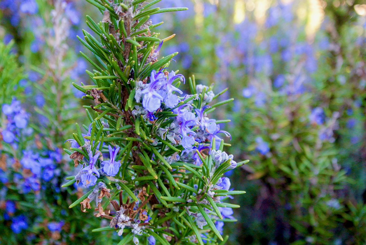 rosemary flowers in spring