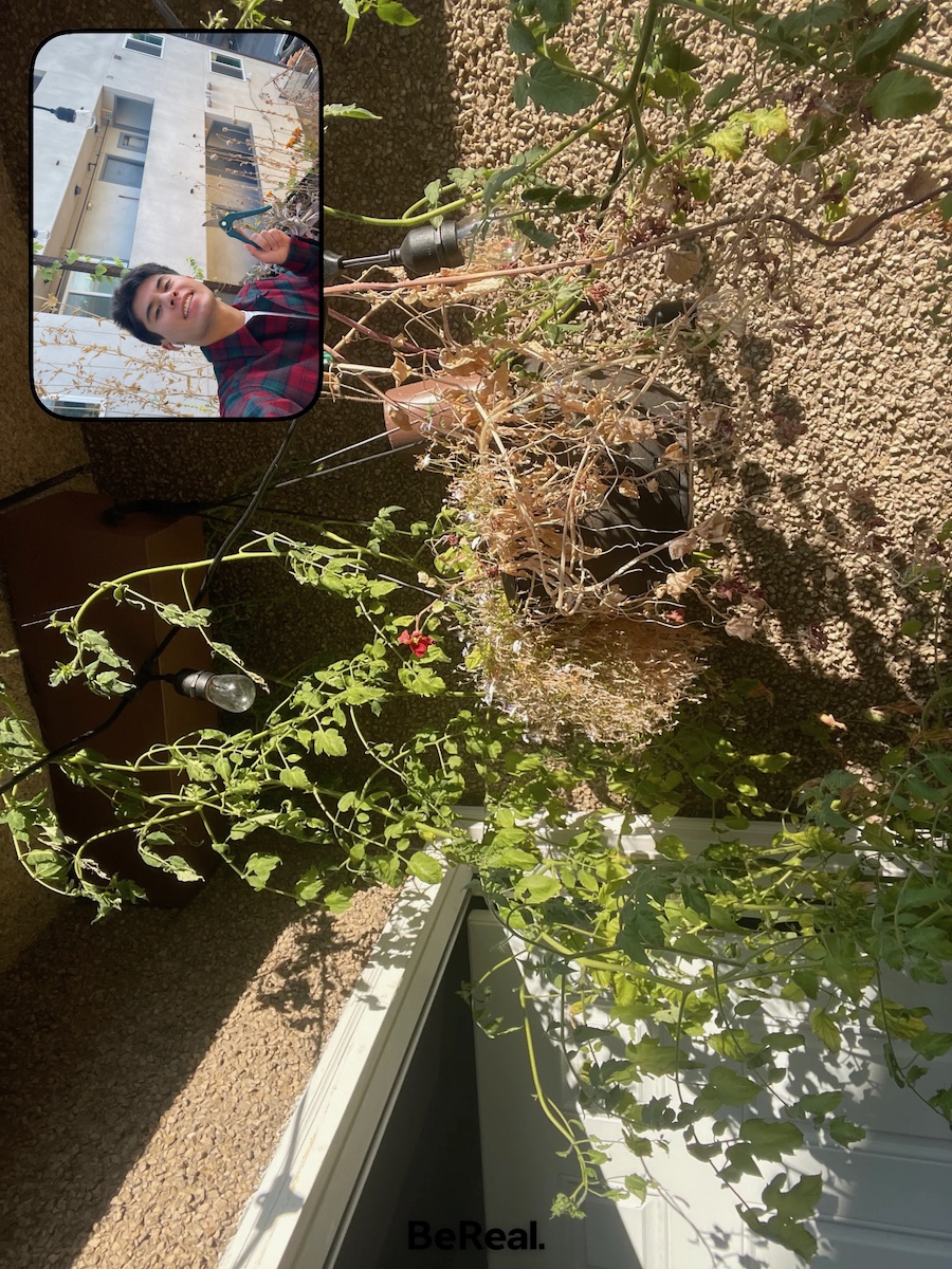 a selfie with pruners and a tomato plant