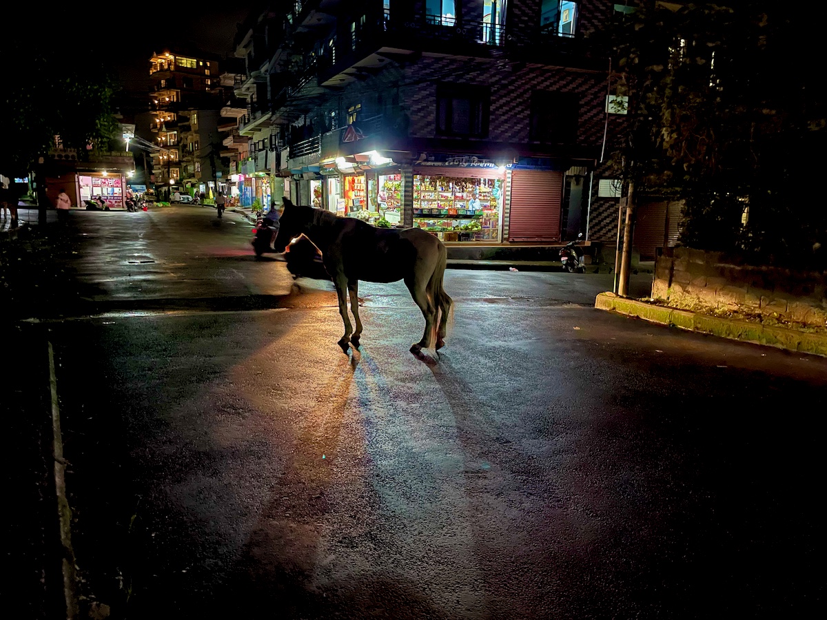 horse in the middle of the road at night