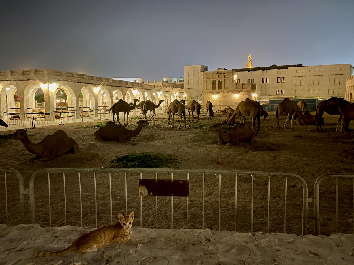 camels and a cat at night